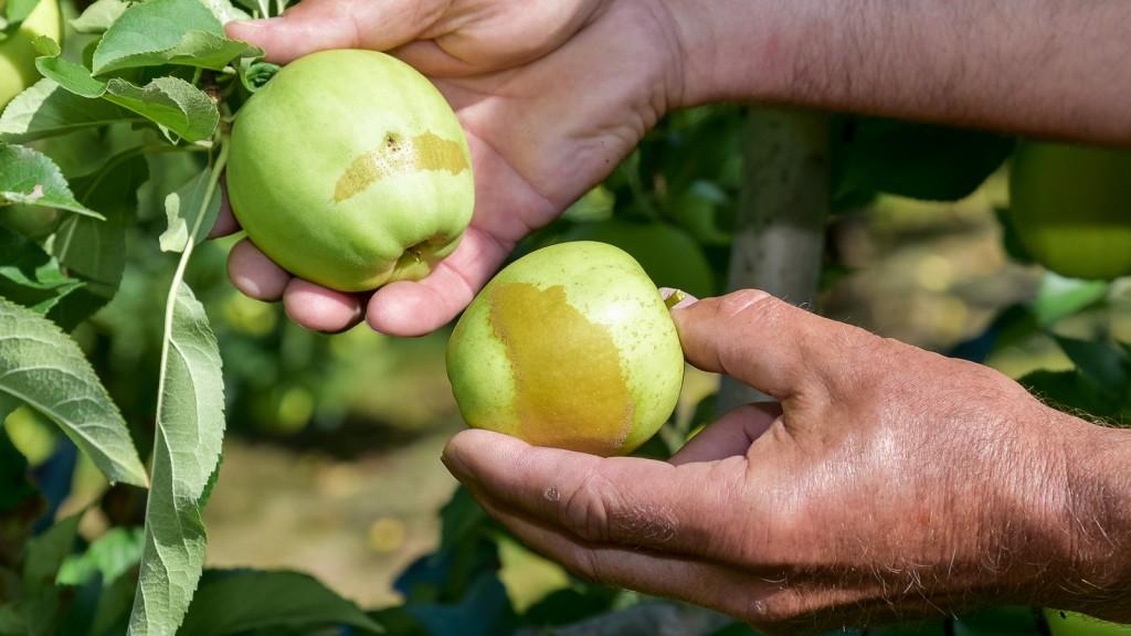 © REWE International AG Frostspuren