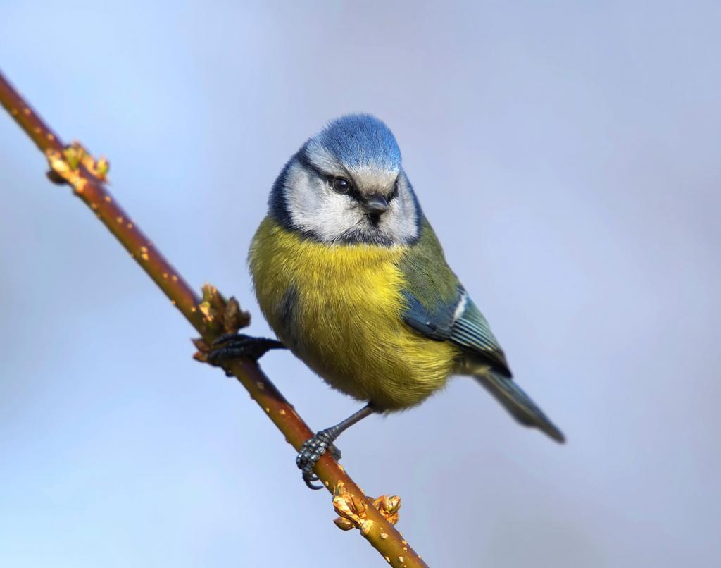 Blaumeise-auf-dem-Ast