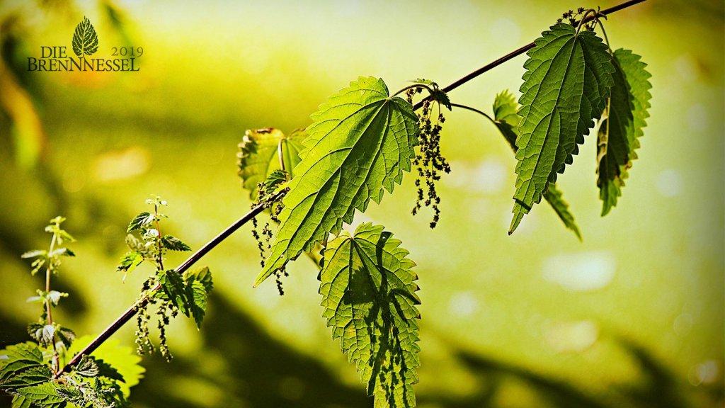 Brennnessel 2019 Naturschutzpreis © Bild von Pixabay / Grafik von Blühendes Österreich Brennnessel 2019 Naturschutzpreis