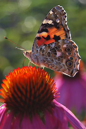 der Rote Sonnenhut liefert Futter für viele Schmetterlinge © Kropf/Natur im Garten der Rote Sonnenhut liefert Futter für viele Schmetterlinge