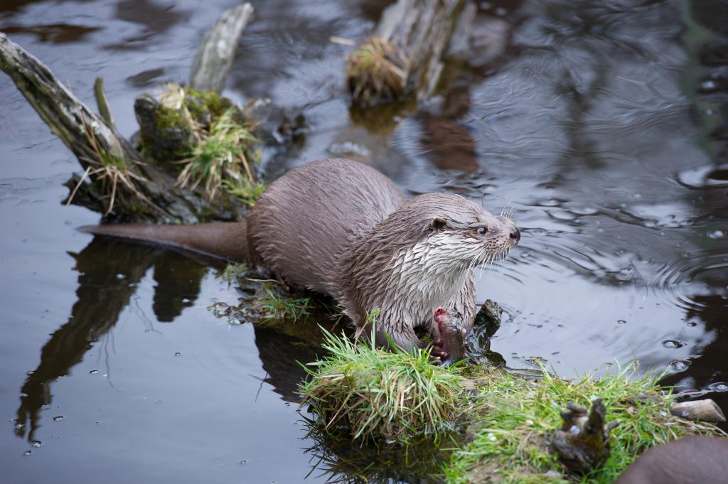 Fischotter in Niederösterreich nach erfolgreicher Jagd