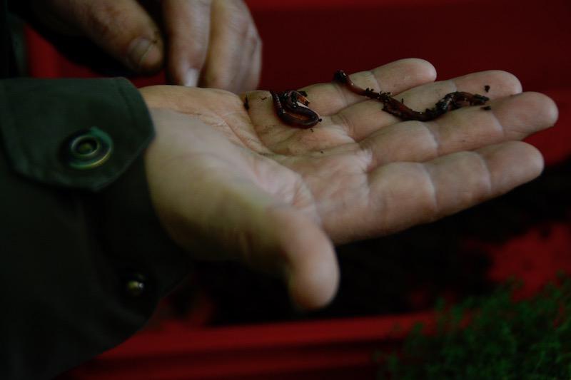 Grand demonstriert die Regenwurmvielfalt