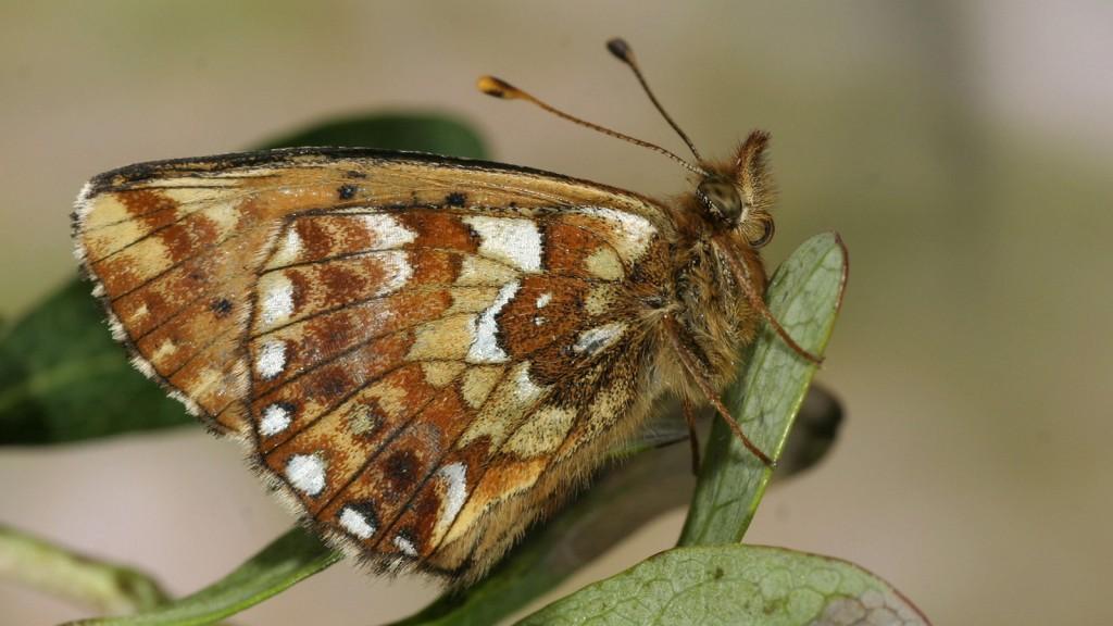 Hochmoor Perlmuttfalter