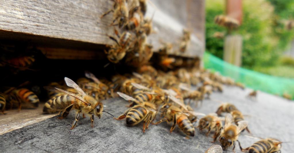 Honigbienen vor dem Bienenstock