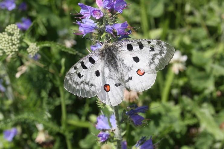 Roter Apollo © P. Schattanek Roter Apollo