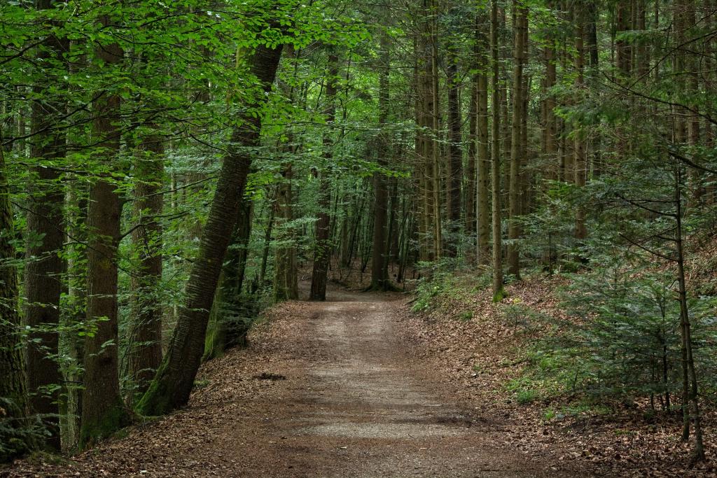 Naturverjungung lässt einen standorttypischen Mischwald aufkommen © Pixabay Naturverjungung lässt einen standorttypischen Mischwald aufkommen