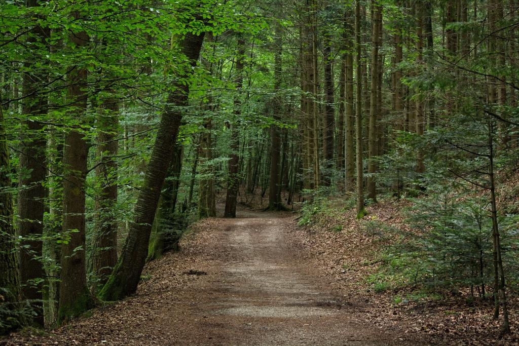 Naturverjungung lässt einen standorttypischen Mischwald aufkommen