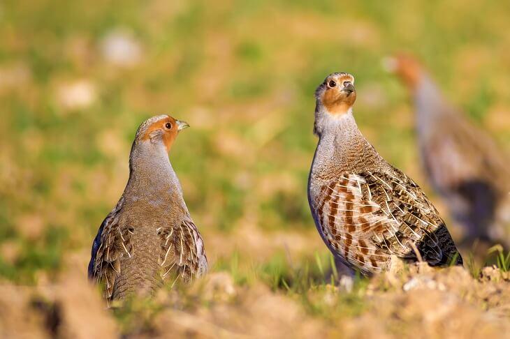 Rebhühner auf Feld. © Serkan Mutan/Shutterstock.com Rebhühner auf Feld.