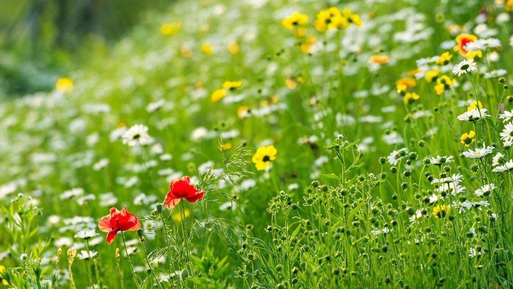 Blumenwiese © Pixabay.com Blumenwiese