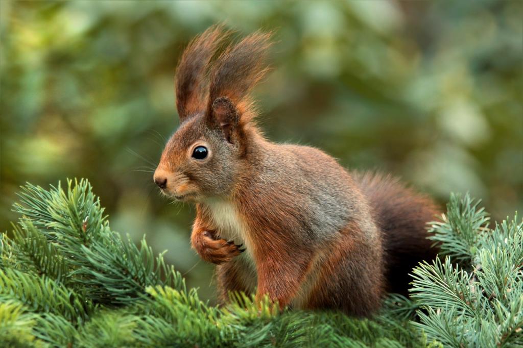 Eichhörnchen © Pixabay Eichhörnchen