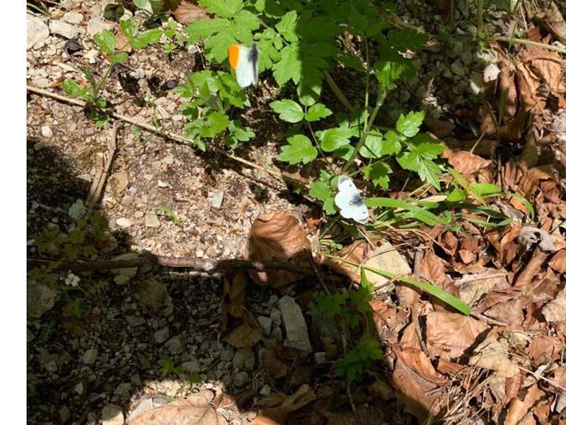 Schmetterlinge sind schwer zu „erwischen“ © ruhm perdomo Schmetterlinge am Boden sitzend