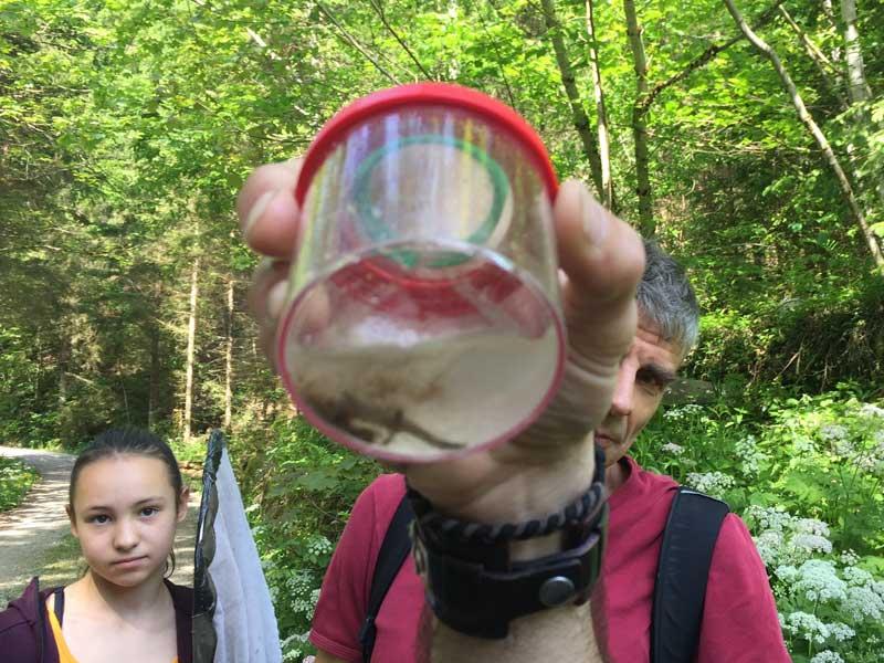 Thomas zeigt uns wie man einen Feuersalamander erkennt © ruhm perdomo Junger Feuersalamander in einem Becher