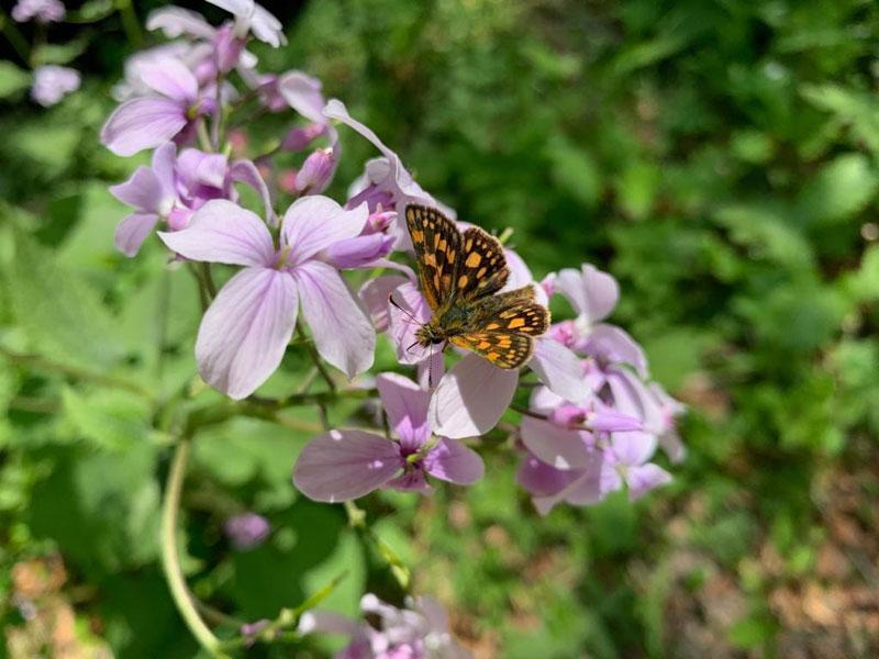 Dickkopffalter wie dieser hören besonders gutq © ruhm perdomo Schmetterling auf einer Blüte