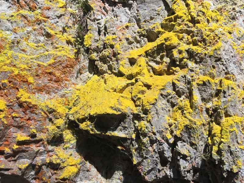 Schwefelgelbe Flechten kommen nur dort vor, wo sie nicht naß werden © ruhm perdomo Schwefelgelbe Flechten auf einem Felsen