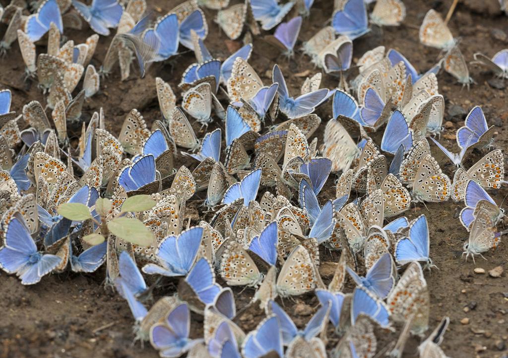 Viele Bläulingsarten Lycaenidae 