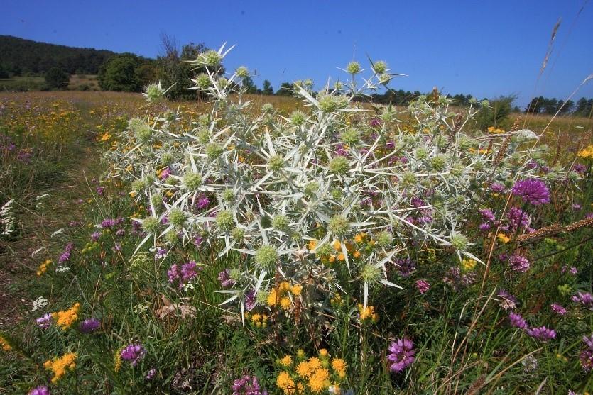 FLORA-Landschaftspflegeverein Thermenlinie-Bunter Trockenrasen © Irene Drozdowski Bunter Trockenrasen