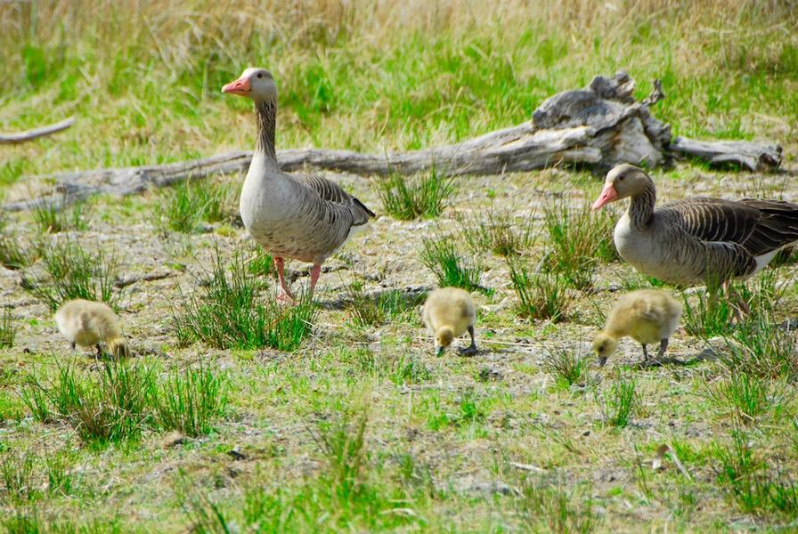 Gänsefamilie auf Nahrungssuche © Stella Haller Gänsefamilie auf Nahrungssuche
