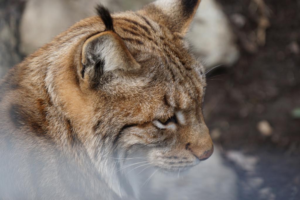 Jagd - Der Luchs zählt zu den ganzjährig geschonten Wildarten. © Christina Schwann Jagd - Der Luchs zählt zu den ganzjährig geschonten Wildarten.