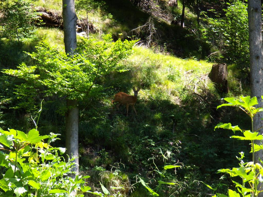 Jagd - Unter einer zu hohen Rot- und Rehwilddichte leidet der Wald.