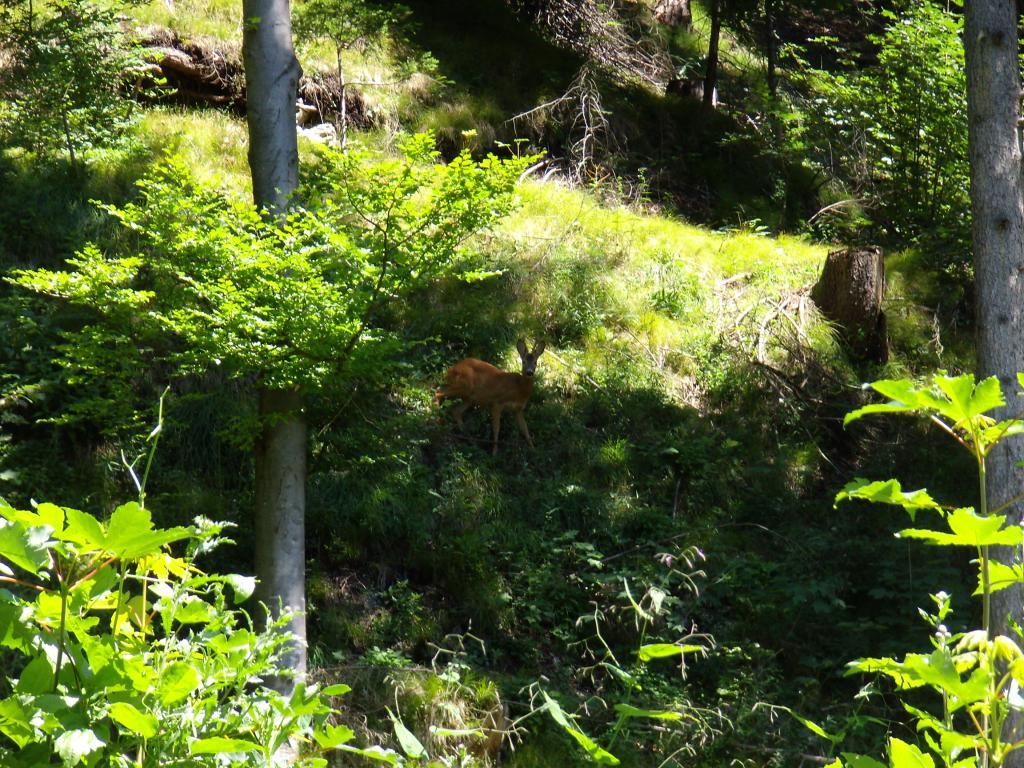 Jagd - Unter einer zu hohen Rot- und Rehwilddichte leidet der Wald. © Christina Schwann Jagd - Unter einer zu hohen Rot- und Rehwilddichte leidet der Wald.