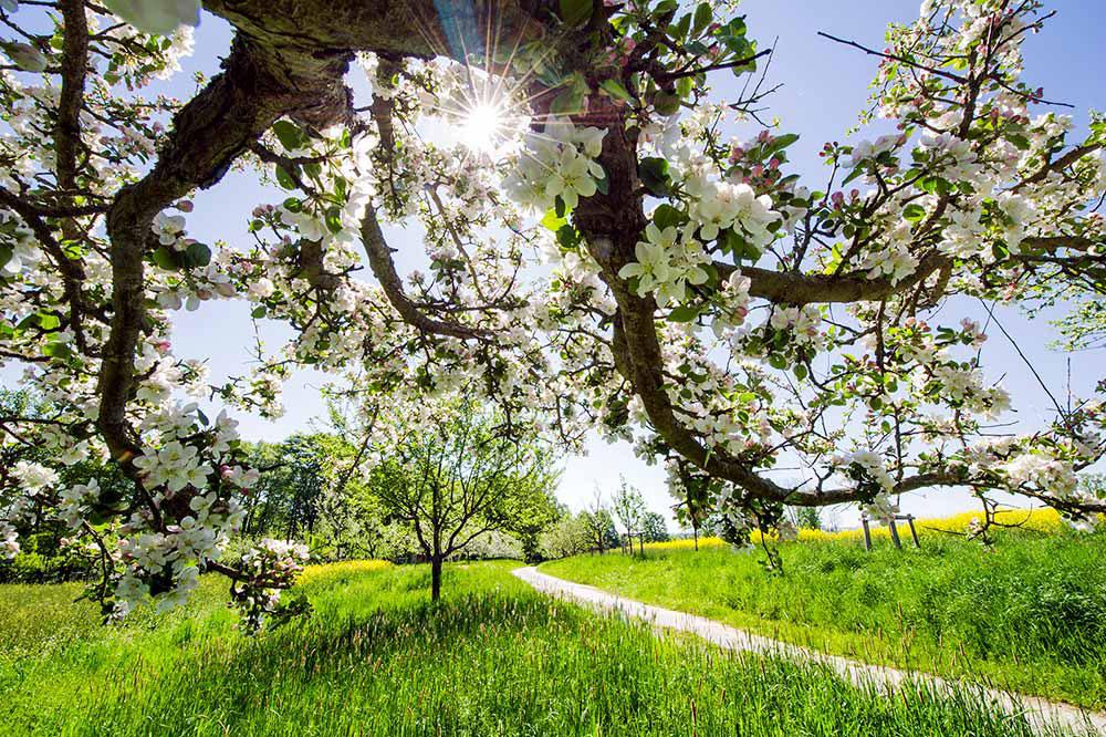 Streuobstwiese © Blühendes Österreich / Alex Papis streuobstwiese
