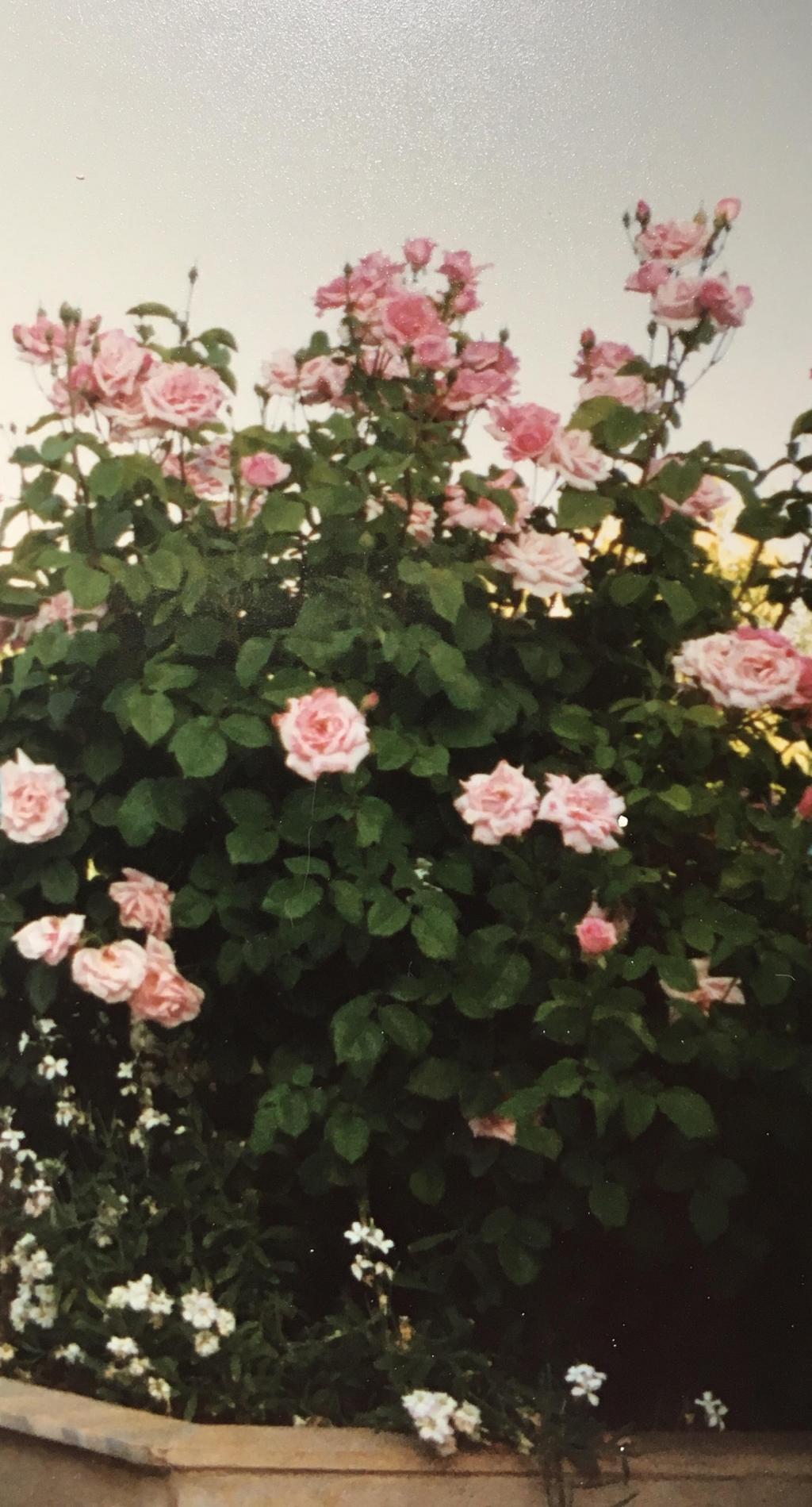 Ein Traum von Rosen © Luna Al Mousli Rosa Rosen