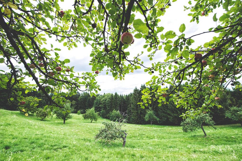 Blühendes Österreich / Alex Papis © Blühendes Österreich / Alex Papis streuobstwiese