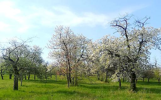 Streuobstwiese © Blühendes Österreich Streuobstwiese