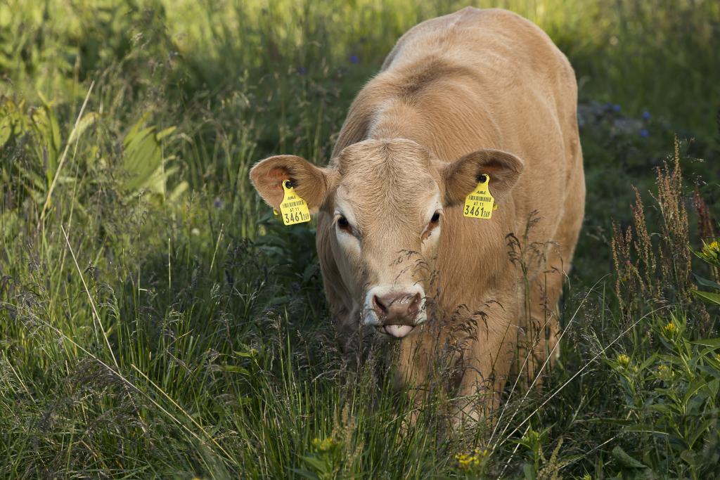 © Uwe Grinzinger Kalb im Biosphärenpark Nockberge