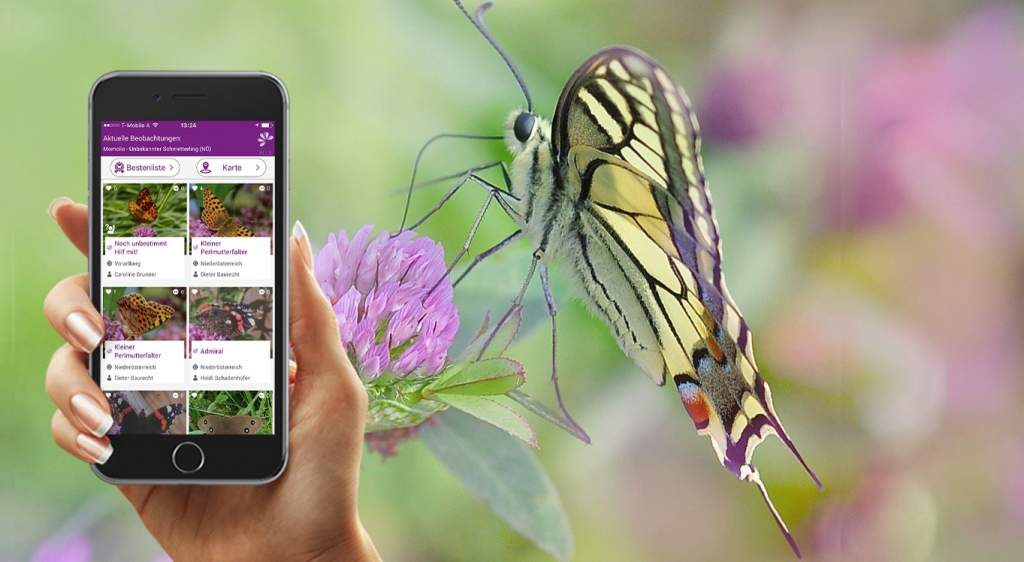 geöffnete Schmetterlingsapp auf Smartphone. © Blühendes Österreich geöffnete Schmetterlingsapp auf Smartphone.