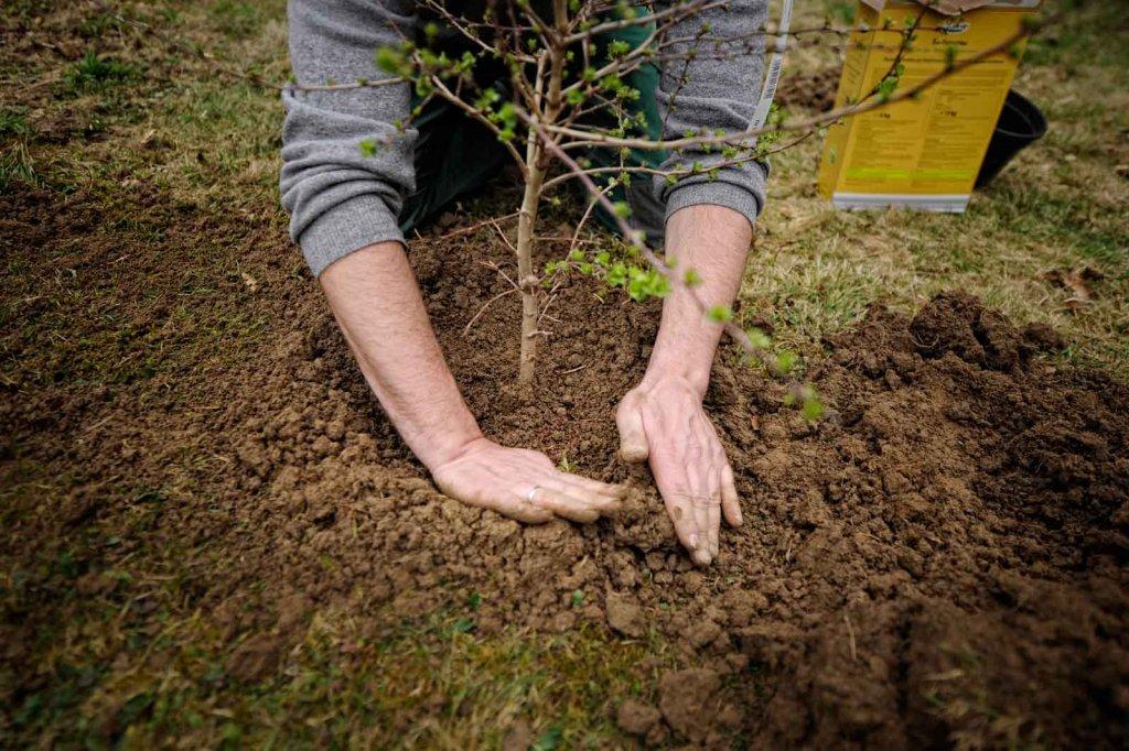 © Blühendes Österreich Pflanze eingraben