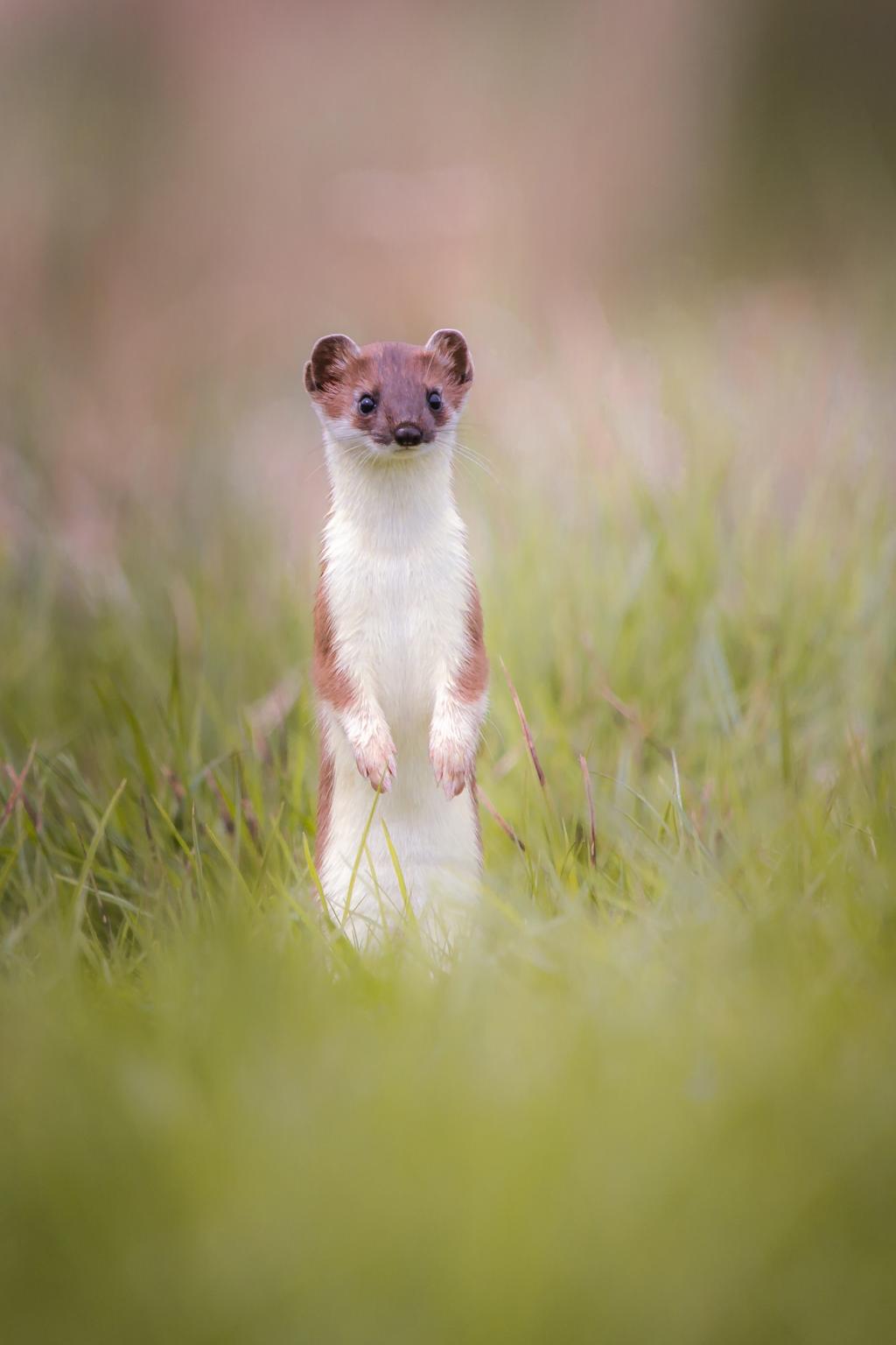 Hermelin © Bokeholic/Shutterstock.com Hermelin