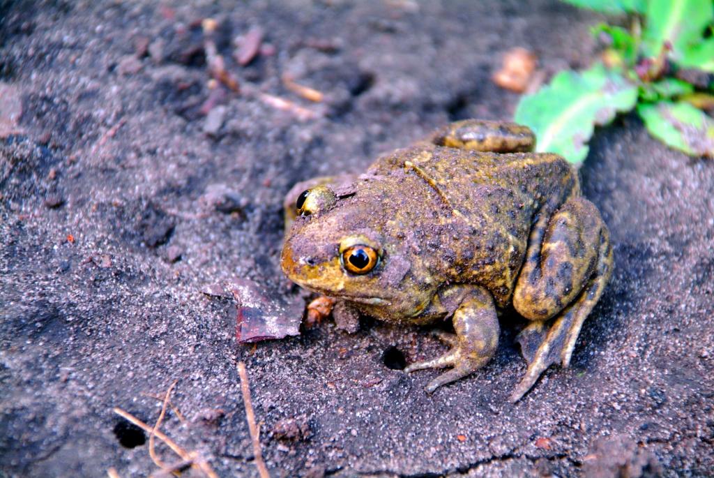 Knoblauchkröte am Boden. © Valerii Iavtushenko/Shutterstock.com Knoblauchkröte am Boden.
