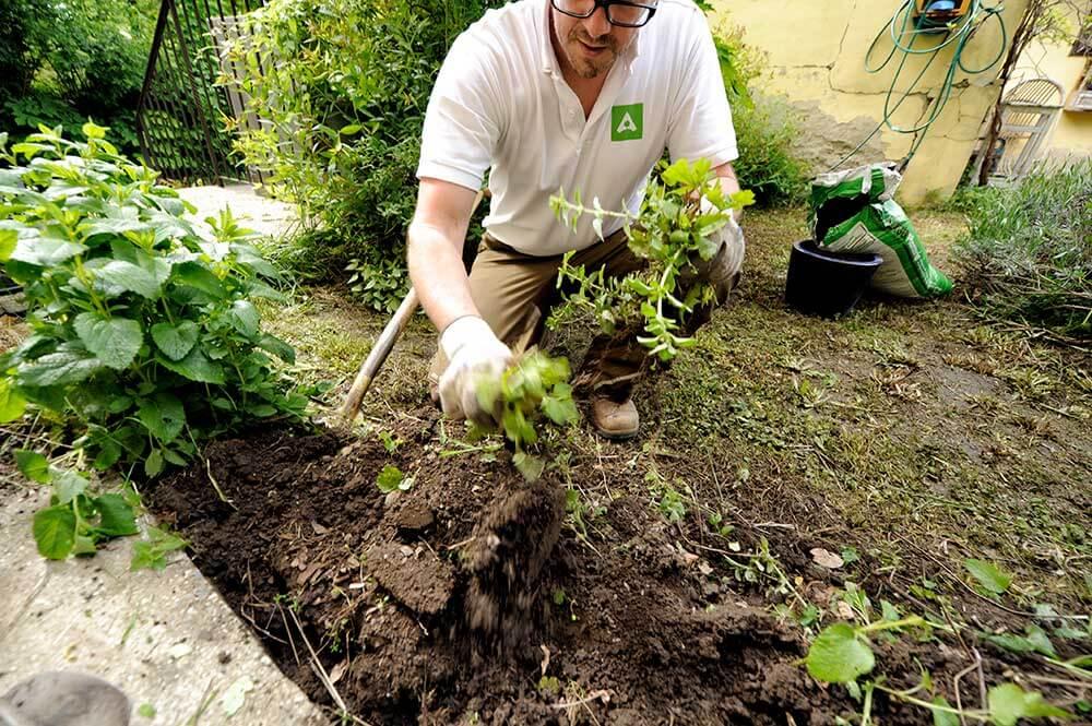 Beikraut entfernen © Blühendes Österreich/Alex Papis Beikraut entfernen