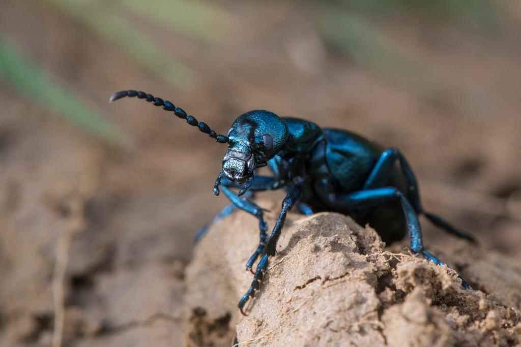 Ölkäfer © IanRedding/Shutterstock.com Ölkäfer