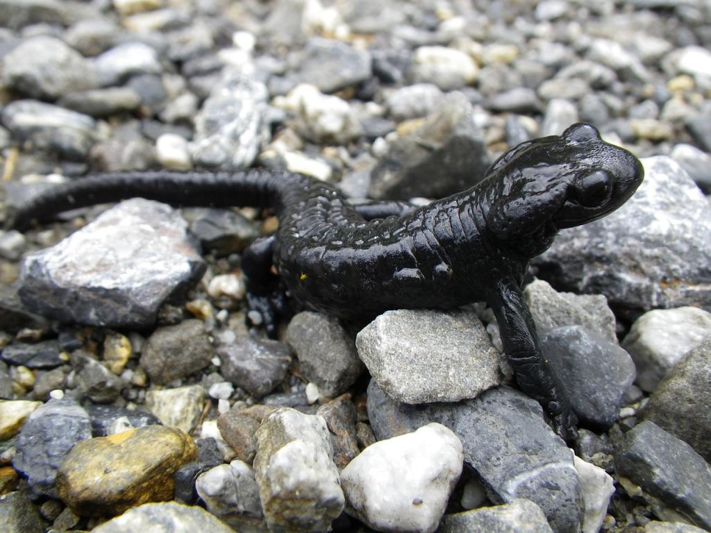 © pixabay Alpensalamander