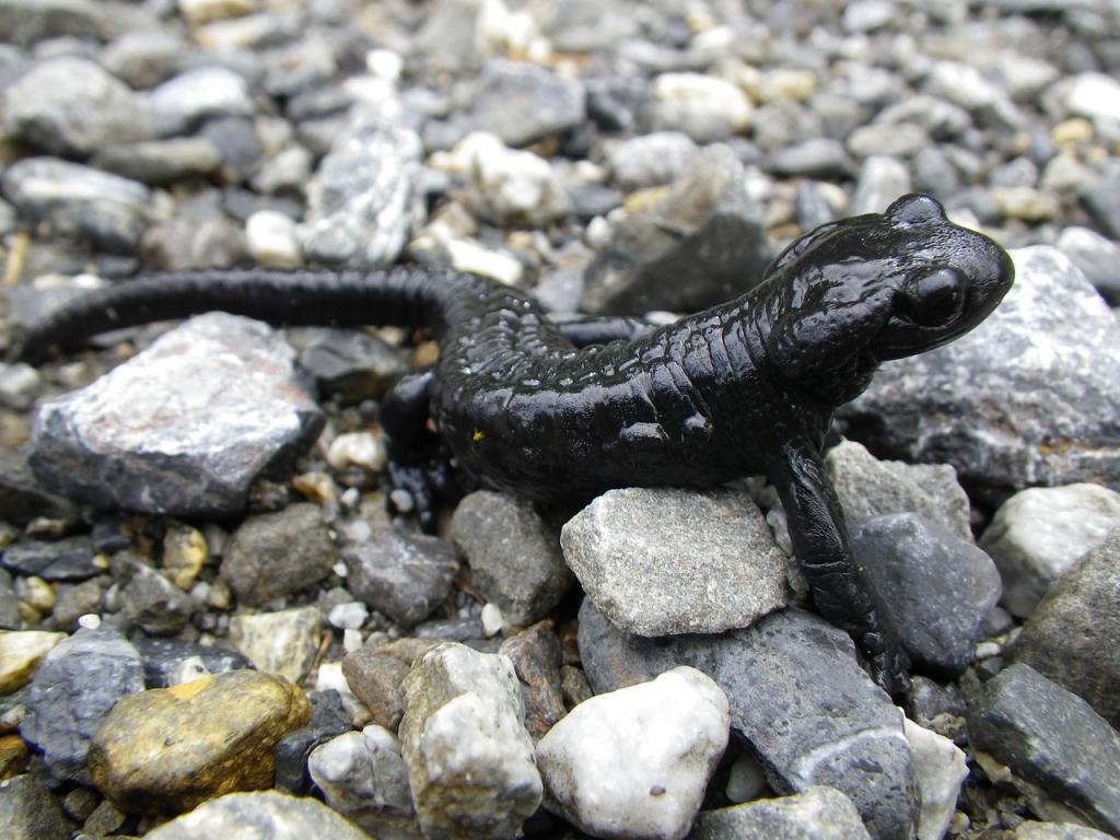 Alpensalamander