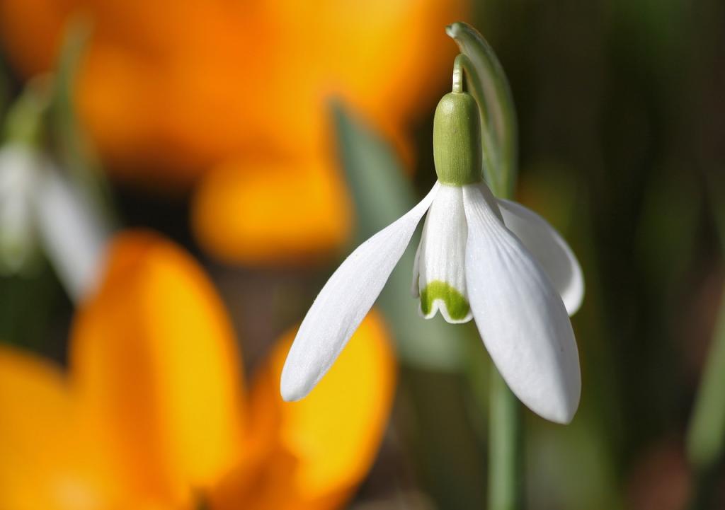 © pixabay Schneeglöckchen