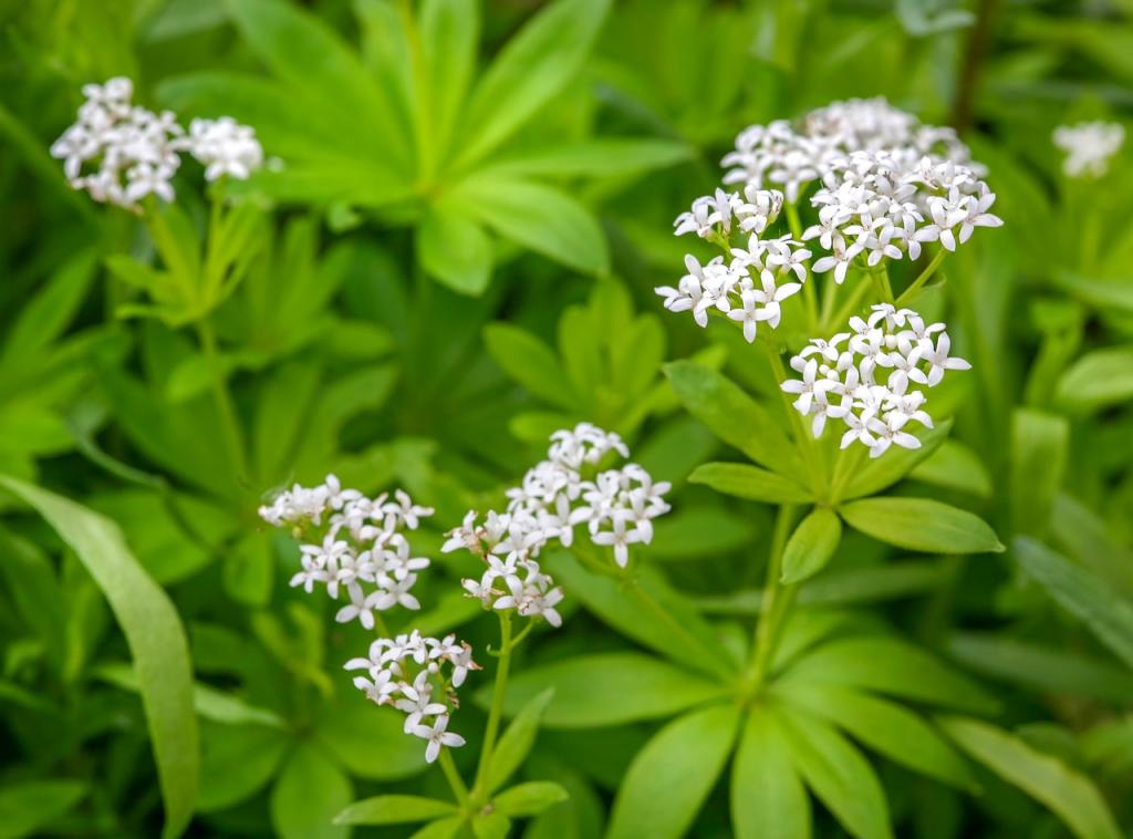 Waldmeister