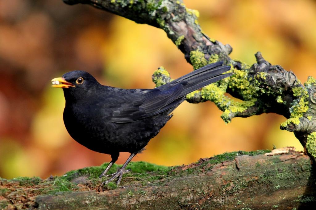 © pixabay Amsel