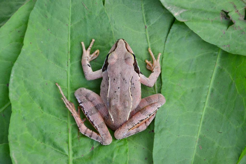 Springfrosch auf einem Blatt. © Valentina Moraru/Shutterstock.com Springfrosch auf einem Blatt.