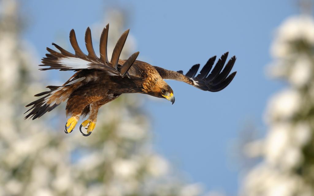 Steinadler im Flug. © Vladimir Kogan Michael/Sutterstock.com Steinadler im Flug.