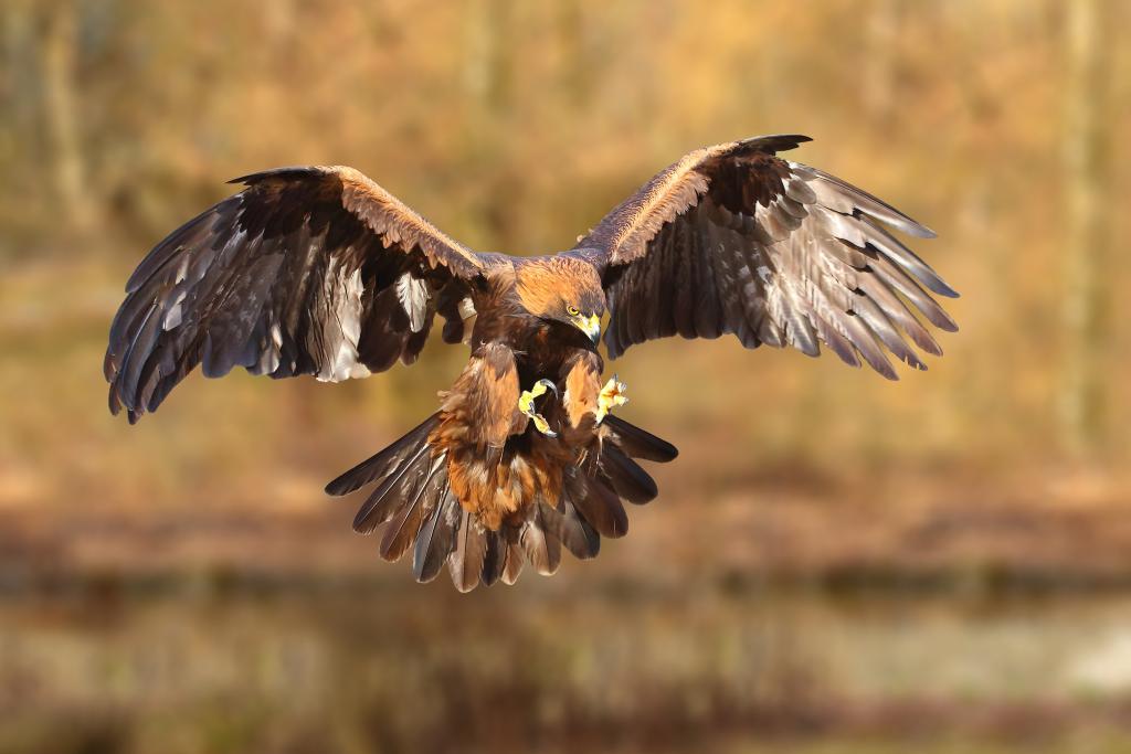 Steinadler im Flug. © Richard Constantinoff/Shutterstock.com Steinadler im Flug.
