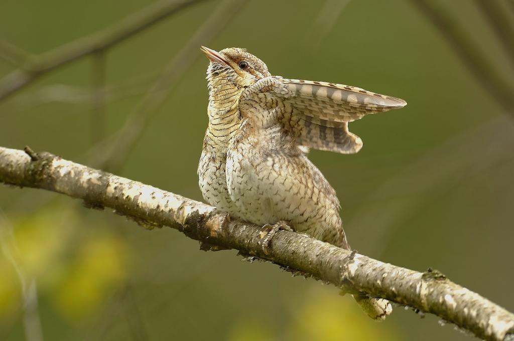 Wendehals auf Ast sitzend. © KOO/Shutterstock.com Wendehals auf Ast sitzend.