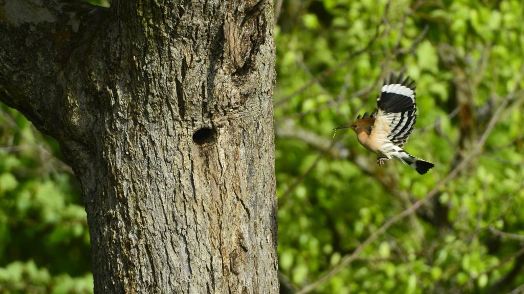 Wiedehopf im Flug © Pixabay Wiedehopf im Flug