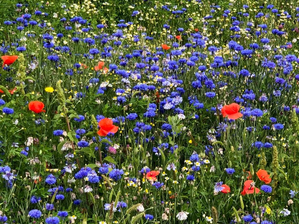 Bunte Blumenvielfalt in Vösendorf.