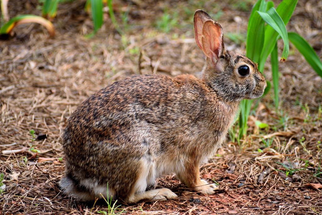 Wildkaninchen 