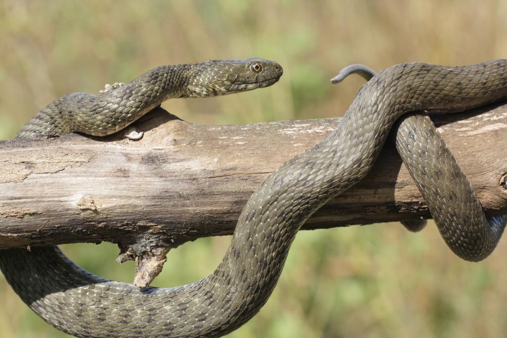 Würfelnatter auf Ast © Piotr Velixar/Shutterstock.com Würfelnatter auf Ast