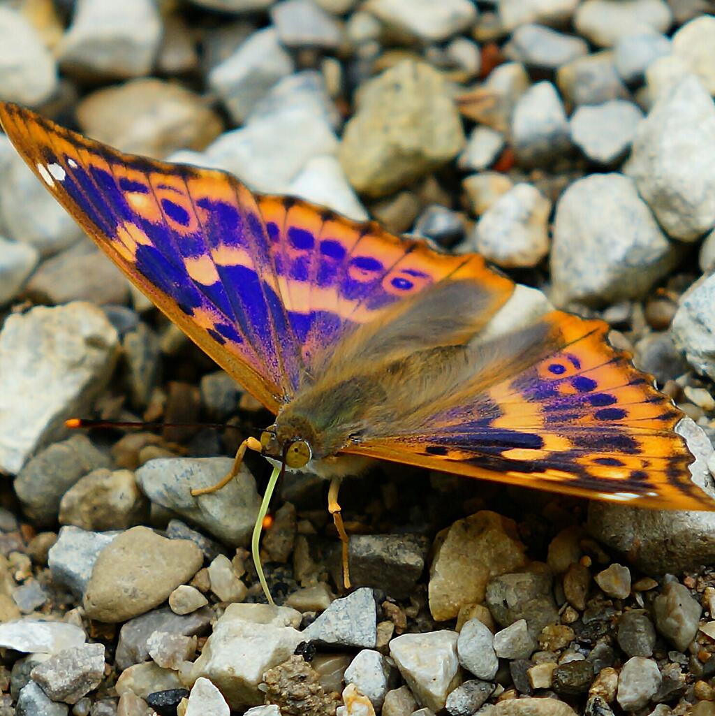 schmetterligszaelung