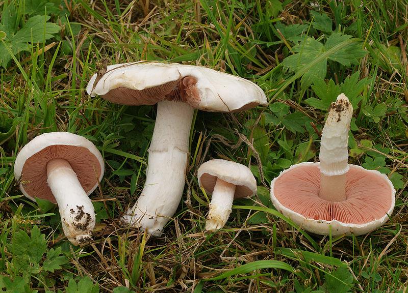 Wiesen-Champignons © Andreas Kunze, 2012-10-03 Agaricus campestris, CC BY-SA 3.0
Wiesen-Champignons